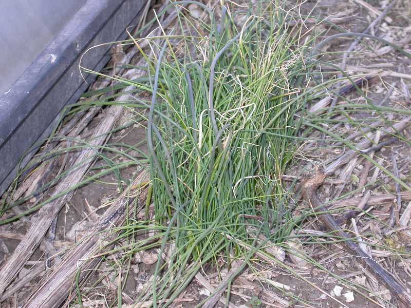 How To Get Rid Of Wild Onions In My Garden Garden Likes